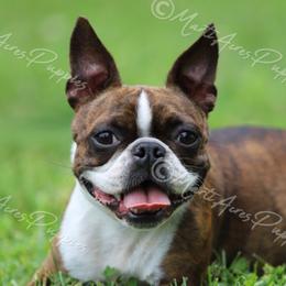 Bossy - Boston Terrier