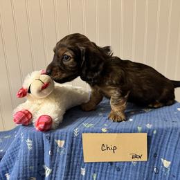Chip - Wild boar male Dachshund puppy in Crawford, Colorado from Spotted Doxie Ranch