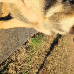 German Shepherds from Vom Clark’s German Shepherds