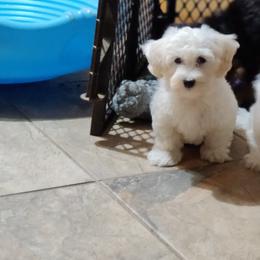 Soren: OFA and CHIC sire - White male Coton de Tulear puppy in Westfield, North Carolina from Legacy Pets