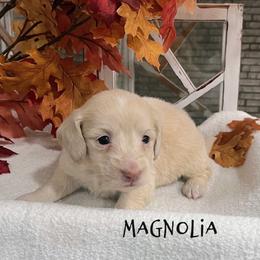 Magnolia - Cream female Dachshund puppy in Tampa, Florida from M&M Pups