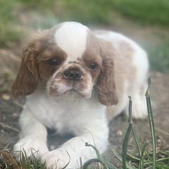 Chinese Shar-Pei and English Toy Spaniels from Good Fortune Shar Pei