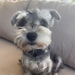 Miniature Schnauzers from Schnauzer,Schnoodles and Poodles Oh My!