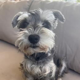 Miniature Schnauzers from Schnauzer,Schnoodles and Poodles Oh My!