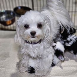 Katie - Maltese