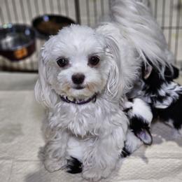 Katie - Maltese
