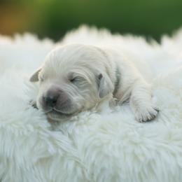 Andor - Light golden male Golden Retriever puppy in Morris, Minnesota from Midwest English Cream Goldens