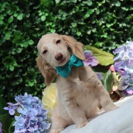 Heath - Cream male Dachshund puppy in Woodbine, Georgia from Bowdachs Cream Pies