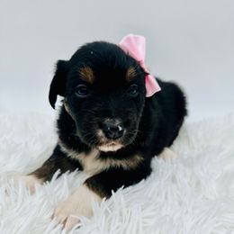 Reign - Black tri-color Australian Shepherd puppy in Vista, California from Cummings Family Aussies