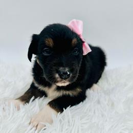 Reign - Black tri-color Australian Shepherd puppy in Vista, California from Cummings Family Aussies