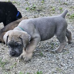 Draco - Gray and fawn male Cane Corso puppy in Roachdale, Indiana from Cast Iron Kennels
