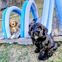 Assorted Doodle Crosses Puppies from Southern Star Goldendoodles