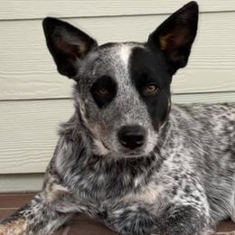 Australian Cattle Dogs from Mayhem Ranch