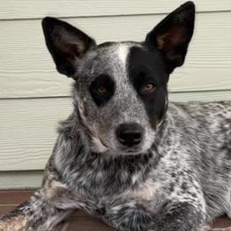 Australian Cattle Dogs from Mayhem Ranch