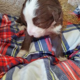 Pomeranian and Sheepadoodle Puppies from Fluffy Wonders Poms and Doodles