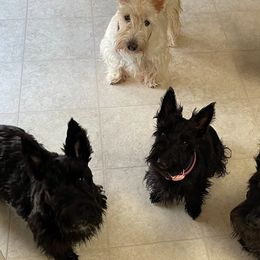 Scottish Terriers from Its Scot To Be Love Scotties