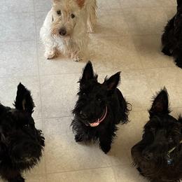 Scottish Terriers from Its Scot To Be Love Scotties