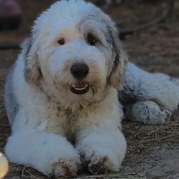 Goldendoodles, Poodles, and Schnoodles from For the LOVE of Poodles, Doodles and Sheepdogs