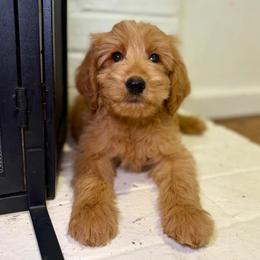 F1B Goldendoodle Surfer - Red  male Goldendoodle puppy in Redding, California from Casa Delarosa Collective Poodles & Doodles