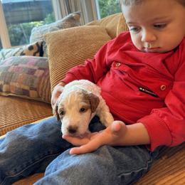 Labradoodle Puppies from California Double Doodles
