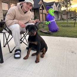 Rottweiler Puppies from Vom Haus Fantasy Rottweiler Kennel