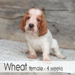 Wheat - Red and white female Basset Hound puppy in Jefferson City, Missouri from Triple Hill Farm