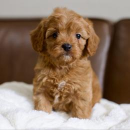 Chérie - Red female Cavapoo puppy in Queen Creek, Arizona from Dulcito Doodles