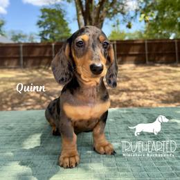 Quinn - Dapple female Dachshund puppy in Royse City, Texas from Truehearted Miniature Dachshunds