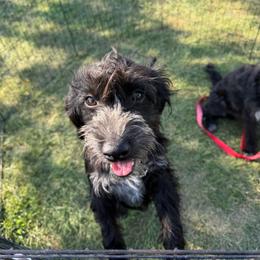 Sheldon - Black and white male Aussiedoodle puppy in Hopkins, Missouri from Mowry Creek Mini Aussiedoodles and More