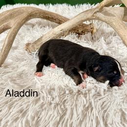 Aladdin - Black tri-color male Australian Shepherd puppy in Vernal, Utah from Dancing M Kennels