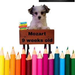 Lacey's Red Boy - Parti male Yorkshire Terrier puppy in Inverness, Florida from Luvayorkie&more