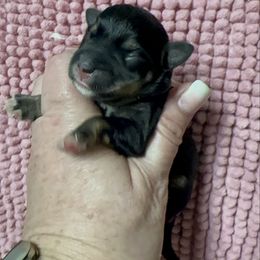 Rizzo - Black and silver female Miniature Schnauzer puppy in Newark, Ohio from Tuckered Out Schnauzers