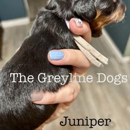 Juniper - Black and tan female Dachshund puppy in Overbrook, Kansas from The Greyline Dogs