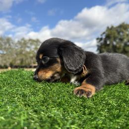 Orange Collar boy - Black and tan male Dachshund puppy in Apopka, Florida from The HotDog Stand