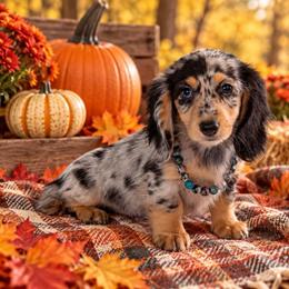 Bristol - Dapple female Dachshund puppy in Lincoln, Arkansas from Red Dirt Dachshunds