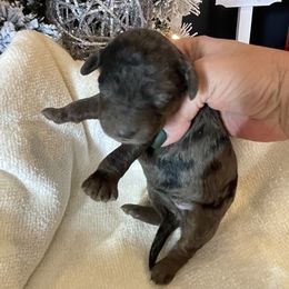 Fanny - Merle female Goldendoodle puppy in Hackleburg, Alabama from The Doodle Patch