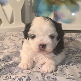 Boy 2 - Black and white male Shihpoo puppy in Eldon, Missouri from B&B Designer Shihpoo’s