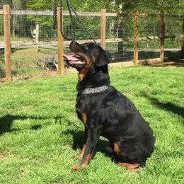 Rottweiler All Grown Up from Vom Haus Tim-Mo Rottweiler Kennel