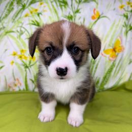 REBA - Sable female Pembroke Welsh Corgi puppy in Ritzville, Washington from Sapphire Iris Corgis