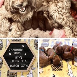Goldendoodle Puppies from Charming Doods
