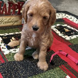 Chloe - Red  female Goldendoodle puppy in Stockton, Utah from Mustanghills Doodles and Poodles