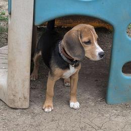 Black Collar Boy - Black tan and white male Beagle puppy in Dayton, Ohio from Copper Sky Beagles
