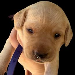 Clover - Yellow female Labrador Retriever puppy in Grants Pass, Oregon from KnR Antler Dogs ~ Labrador Retrievers & Corgis