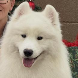 Barney - Samoyed