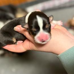 Goofy - Black and tan male Pembroke Welsh Corgi puppy in Algona, Iowa from LTT Corgis