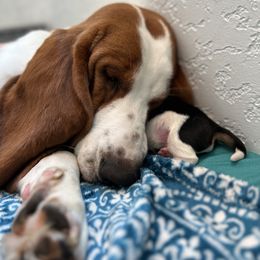 Basset Hound Puppies from Breeze Basset Hounds
