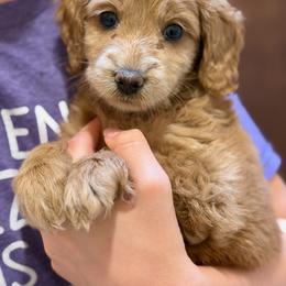 Gray girl - Apricot female Australian Labradoodle puppy in Bend, Oregon from High Desert Labradoodles