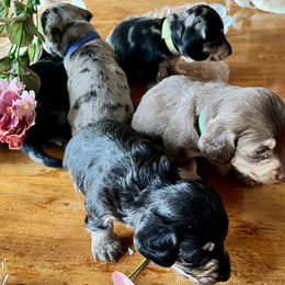 Dachshund Puppies from GypsyDox