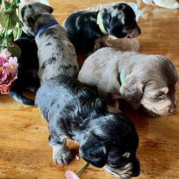 Dachshund Puppies from GypsyDox