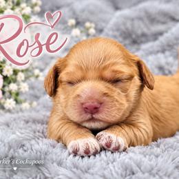 Rose - Red female Cockapoo puppy in Perry, Arkansas from Parker's Cockapoos